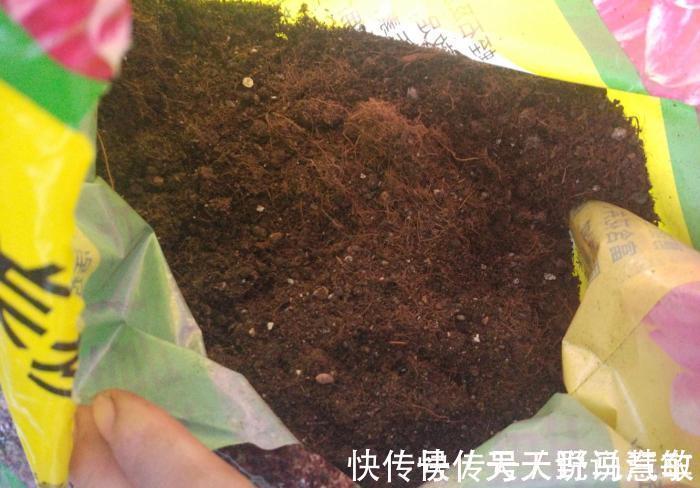 养花|家里养花不花钱,一个小方法,用不完的草炭土