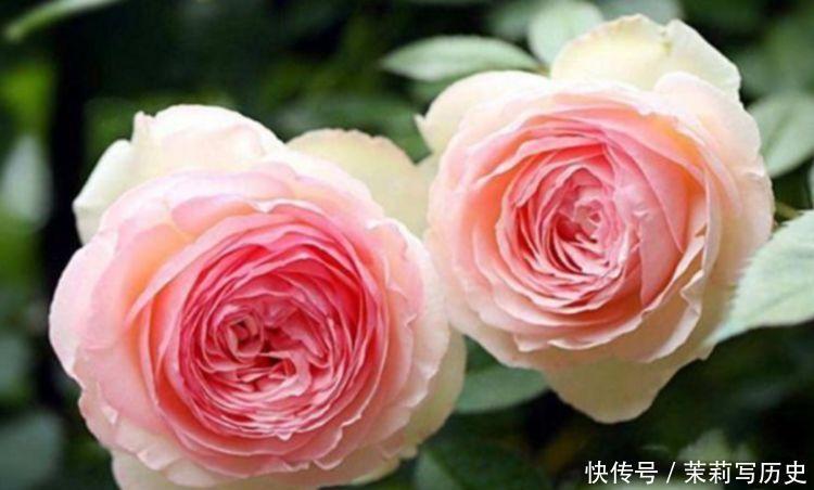 几款植物养在家里,花期长易打理,一盆千百朵,枝头花苞满