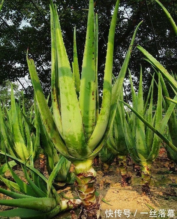 库拉索芦荟|7种“富贵花”,客厅养一盆很合适,越养越值钱,能活一百年