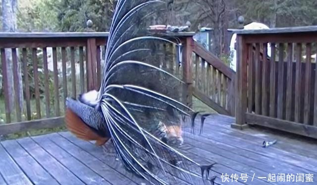 羽毛|当孔雀开屏遇到了猫咪,漂亮羽毛成了逗猫棒,孔雀给我留点羽毛
