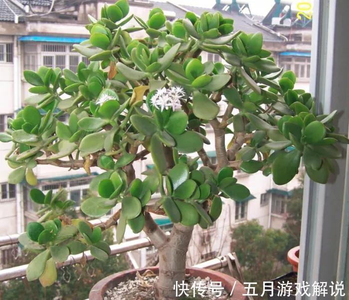 玉树很好养，做好这几件事，叶片肥美亮丽，长成霸王树，漂亮