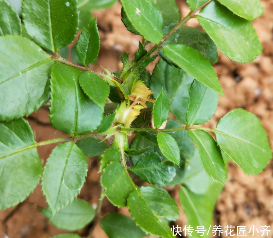 月季为什么有盲芽呢？产生的原因有2个，早知道，早预防，开花棒