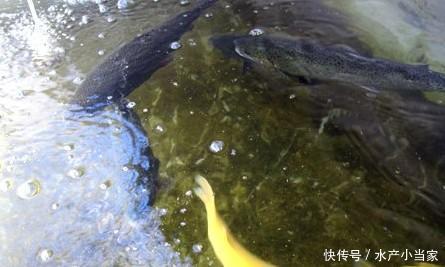 鱼药的正确使用方法,千万不要这样做,会伤整塘鱼!