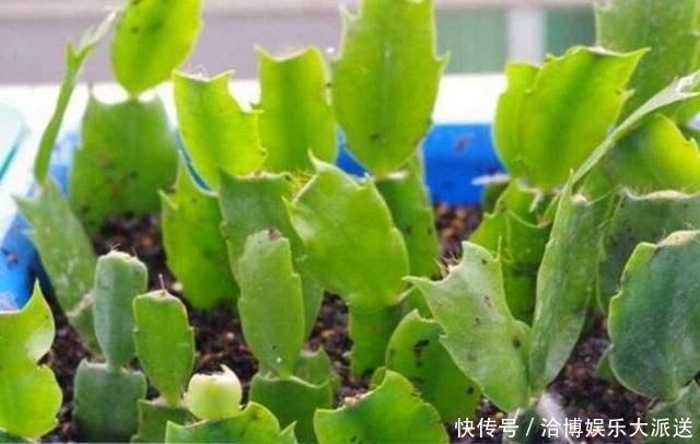 晾晒|家里养“3种花”,现在砍个头插盆里,一入秋就长不停!