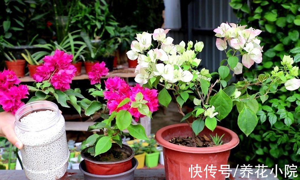 三角梅秋季不开花，按照“2多1控”来养，让它花苞开满枝头