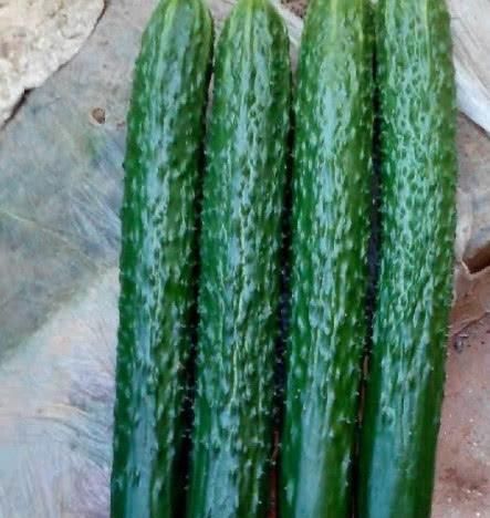 减肥|腹部赘肉一圈圈，平时多吃这4种“刮油菜”，排油脂促减肥