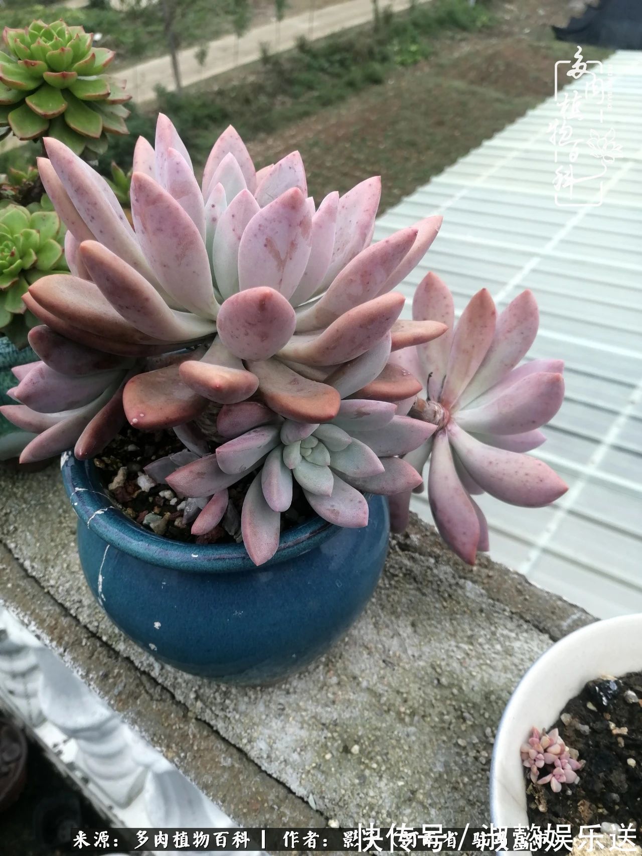 漂亮|被风雨洗礼的多肉越来越漂亮了,忍不住又往坑里跳!