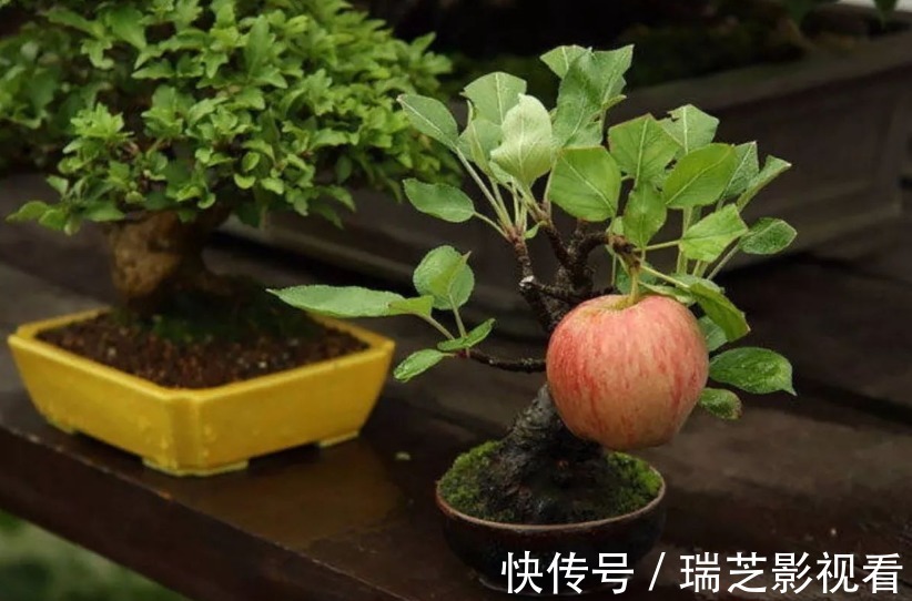 阳台养花过时了，盆栽这2款果树，赏花有果子吃，真令人羡慕