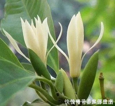 碰碰香|不管有钱没钱,家里养这十种植物,招财镇宅又养人