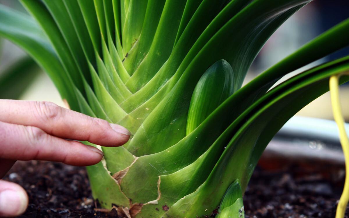 浇水|家养君子兰最简单的配土、施肥方法,不会烂根、好养