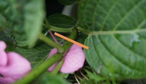  绣球|大花绣球修剪走起，不然来年无法开花