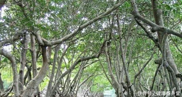 兰里岛|二战期间,曾有一支近千人的日军部队被鳄鱼消灭,是真的吗