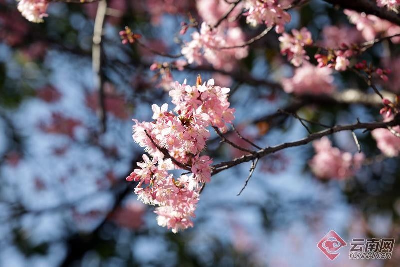 冬樱花|【组图】昆明红塔西路冬樱花盛放