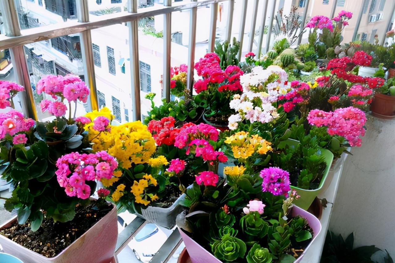 虎皮兰|公认的“五种健康花”,建议至少养一盆,又美又实用