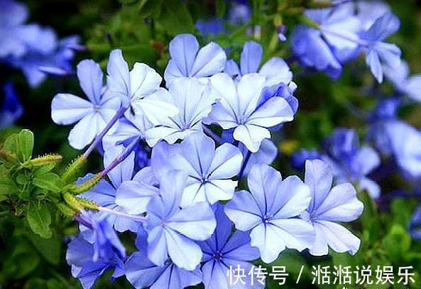 植物|5种普通的植物，开花“惊艳”，年年开花，非常好养，你喜欢吗