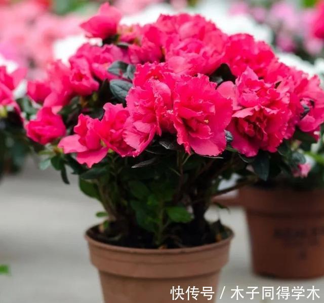 冬季买花就选这九种,冬天也能有花赏,春节变得喜庆、红艳艳