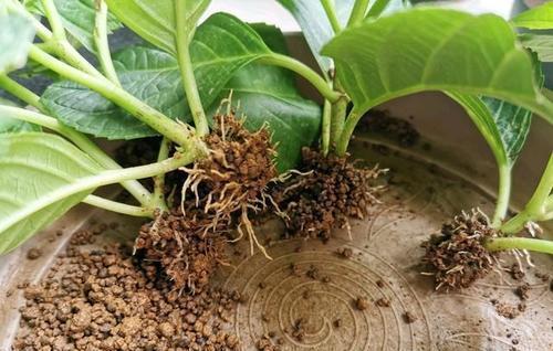 种花|5种花,6月扦插正当时,越热生根越快,现在繁殖几盆成大户