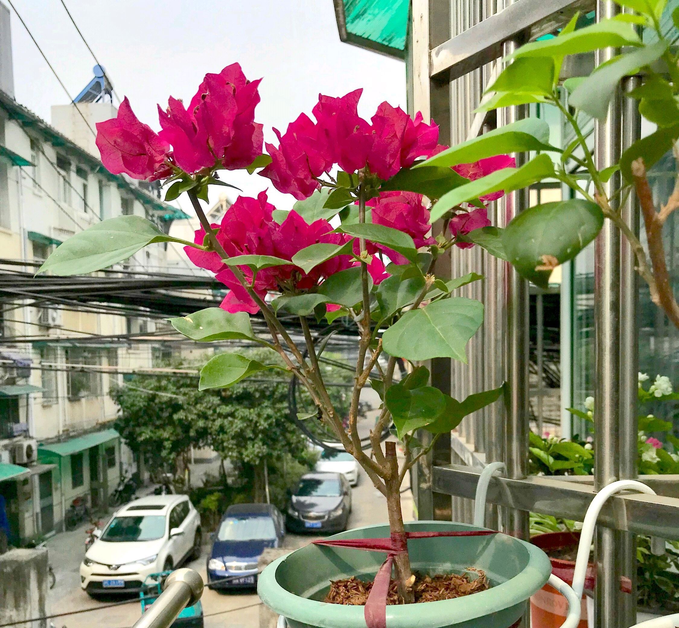 花后|关于三角梅的花后修剪,剪对一个小开关,秋季开花爆盆连续不断