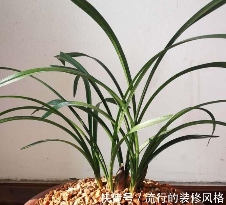 黄叶|秋冬室内盆栽兰花，暖气一开叶子就干尖泛黄，该怎么预防挽救？