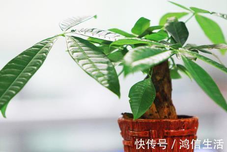 养花“磷钾肥”不用再买了，轻松自制效果强，养啥都能轻松爆满盆