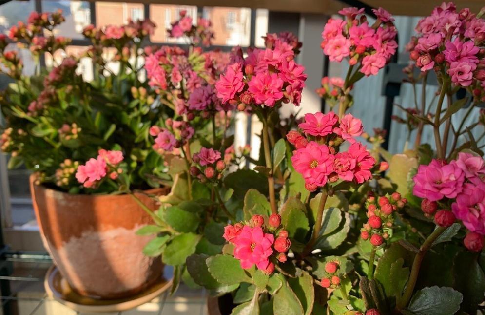 盐碱|长寿花好看却养不好,对照这“7点”,来看看问题出在哪