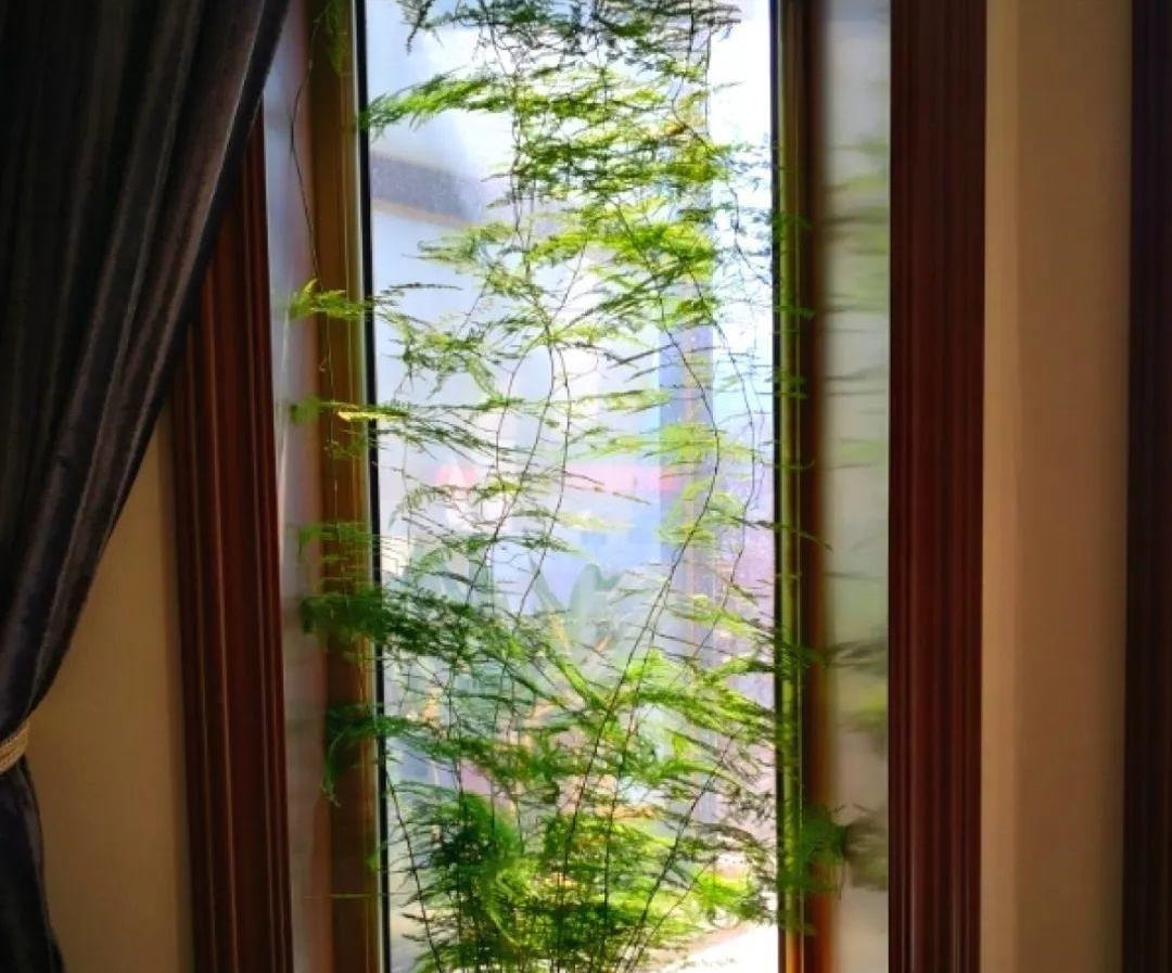 开花|6种“漂亮花”,长了就狠剪,舍不得剪害处大,耽误一年开花量