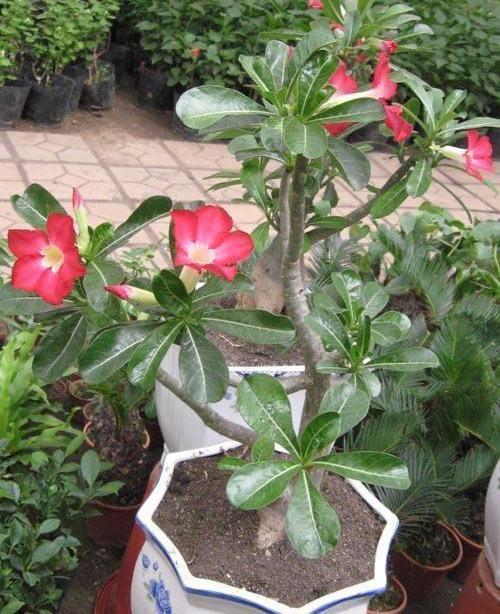 沙漠玫瑰这样养,鼓起“大象腿”,腿上“全营养”,开花也不瘦