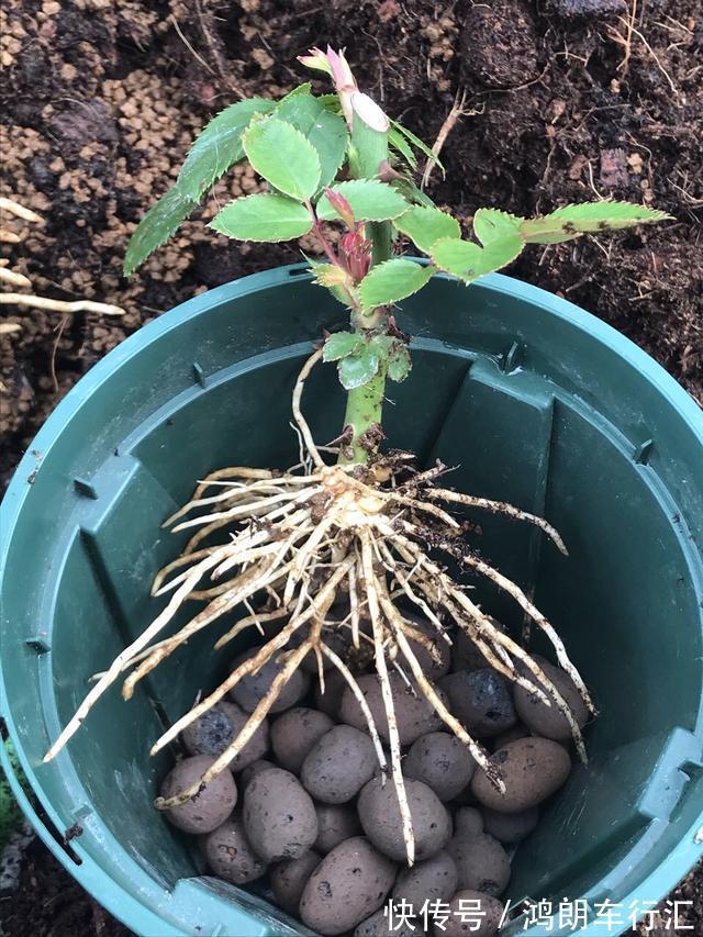 秋天快扦插，10种花不用买，掰个枝子插土里，嗖嗖生根，成活率高