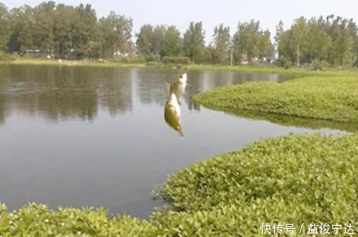 大鱼|野钓没口有3点原因,对症下药,才能钓到大鱼!