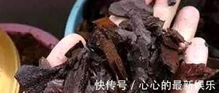 柳树|君子兰不见长、不开花“2种料”扔盆里,新芽多,一年开花2次