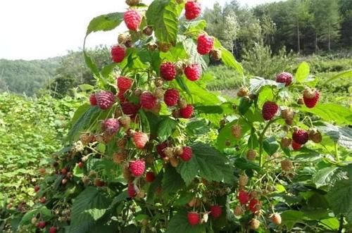 葡萄|秋季爱美女性适合多吃3种食物,补充能量,补血养颜,好处多