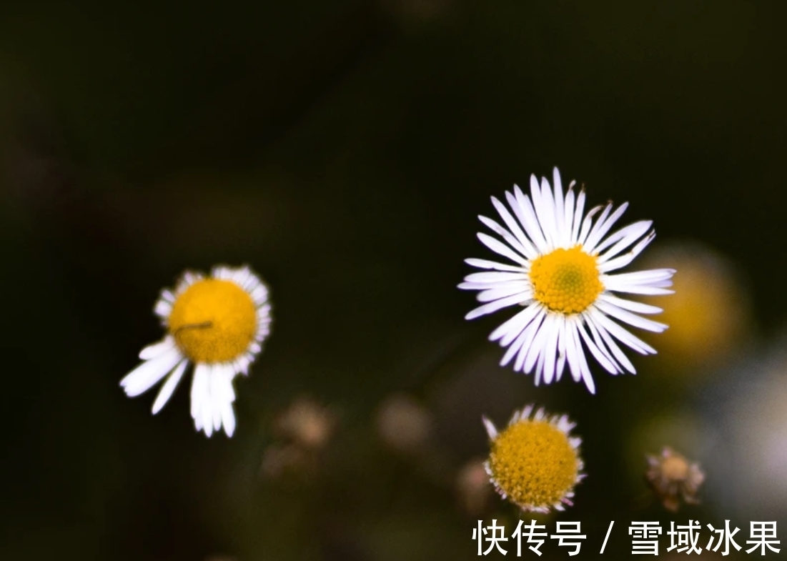 良机|8月底，邂逅良机，抓住转机，失而复得，3星座重拾旧缘，收获挚爱