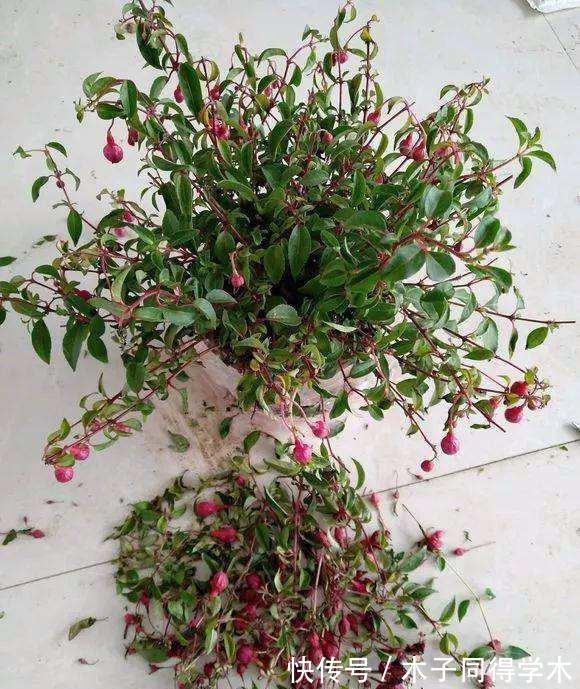 黄叶|栀子花三角梅,十有八九养不好?3个技巧,养成“花大树”