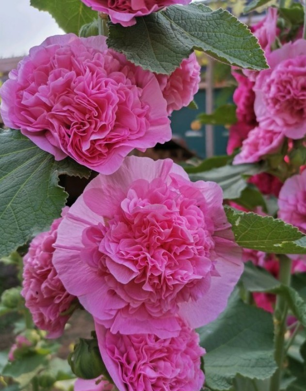 漂亮的蜀葵开花了,随便撒些种子,来年就是一片花海!