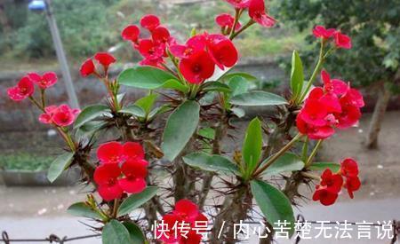 沙漠玫瑰沙漠玫瑰|3种懒人花,虽其貌不扬,但养起来真省心,少浇水挤一挤长得旺!