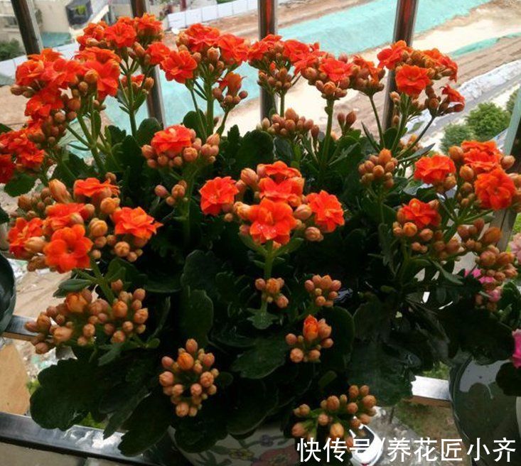 11月长寿不长花苞？给它做好“3件事”，枝条顶部全是花