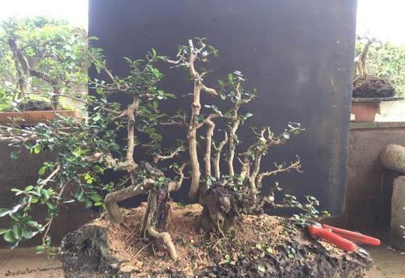 最喜欢丛林式盆景了，这个博兰盆景老桩这样修剪造型，真的美极了