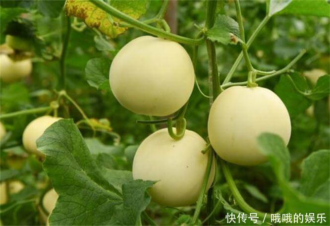 冬天了,女性常吃3种食物,滋养皮肤,排毒抗衰,显年轻