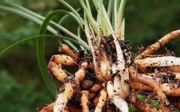 养好兰花的口诀,书本上学不到的经验,喜欢就收藏吧