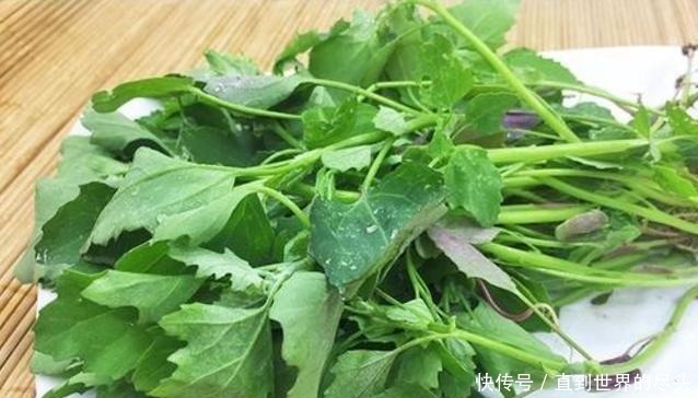 农村|农村野草比牛奶补钙好,野外随处可见,今晒干20一斤,见到多采