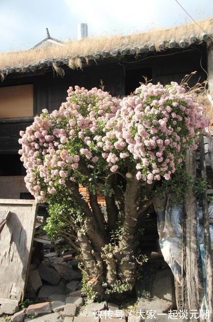 铁树|能养100年的花，养一盆成传家宝，越老越值钱！