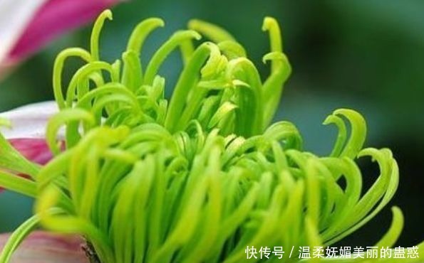 喜欢菊花,就养盆“优良名菊”绿朝云,花似惊鸿起舞,晶莹碧绿