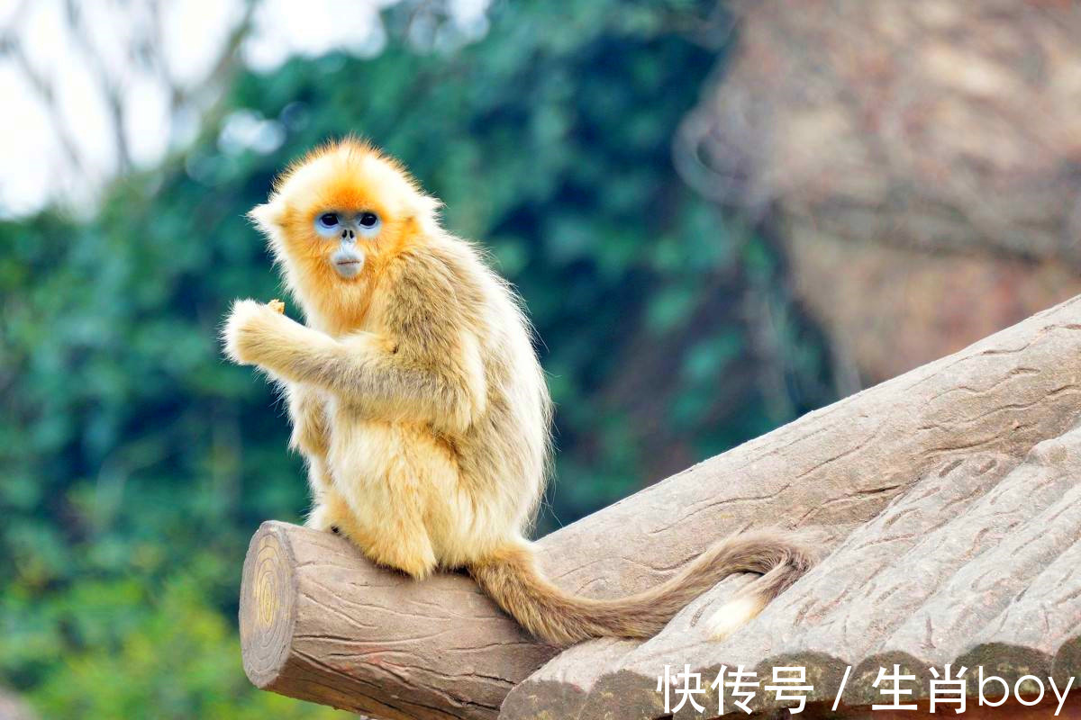 生肖|2022年1月份，财神给3大生肖“开小灶”，天天都走发财运！