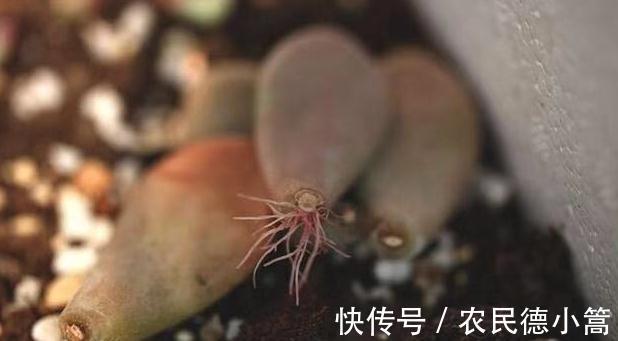 叶插|多肉扦插这样操作成活率高,很快就能长出根