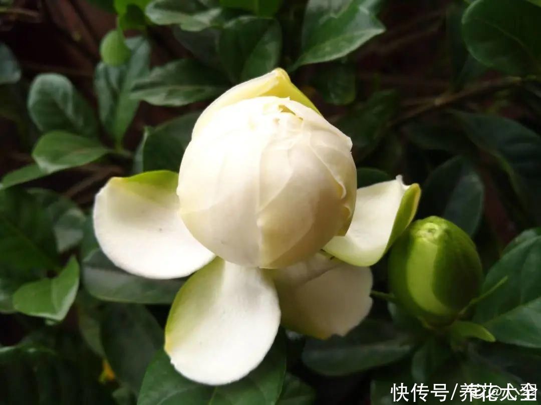 花市里买花，巧认识“激素苗”，买花不上当