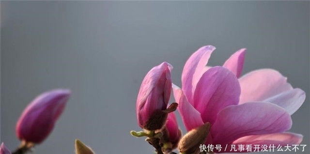 木兰|早春辛夷花六首:空庭向晚春微雨,红胭脂染小莲花