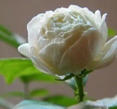 我国最香花,一年开花160天,浇水就开花,阳台种1棵,香薰满室!