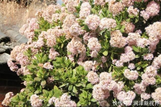 烂根|20年的玉树,10年的芦荟,枝干“胳膊粗”,是这样养成的