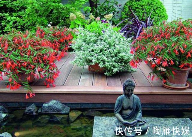 根系|养花别光注意水、肥、光了,多小心2点,选对花盆事半功倍