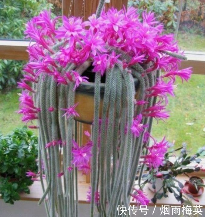 4种花是花卉中的劳模,开花一簇簇,好养又漂亮,对待新手很友好